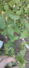 Styrax officinalis