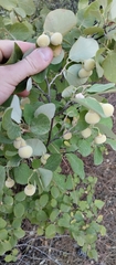 Styrax officinalis