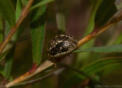 Paropsisterna tigrina