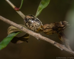 Paropsisterna tigrina