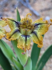 Ferraria