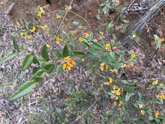 Platylobium parviflorum