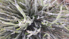 Kleinia longiflora
