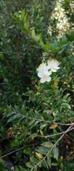 Myrtus communis