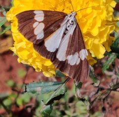 Nyctemera lacticinia