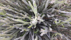 Kleinia longiflora