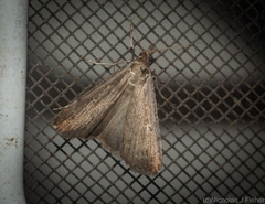 Tathorhynchus fallax