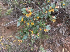 Platylobium parviflorum