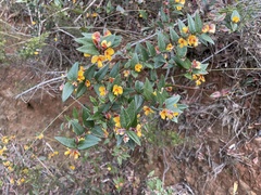 Platylobium parviflorum