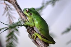 Boana prasina