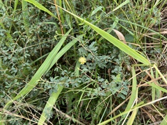 Prosopis reptans