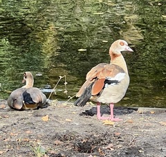 Alopochen aegyptiaca