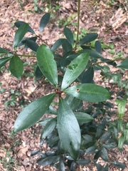 Ternstroemia gymnanthera