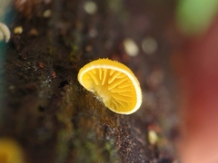 Crepidotus aureus