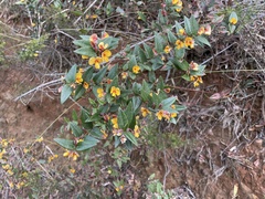 Platylobium parviflorum