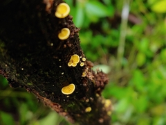 Crepidotus aureus