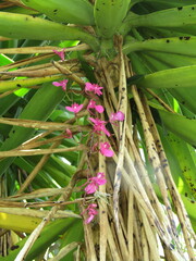 Comparettia falcata