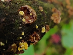 Crepidotus aureus