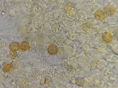 Crepidotus aureus