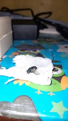 Protophormia terraenovae