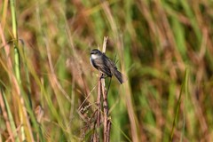 Serpophaga nigricans