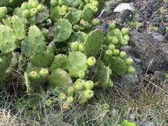 Opuntia stricta