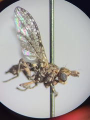 Sciomyzidae