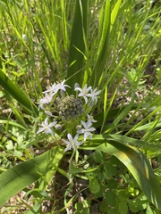 Scilla peruviana