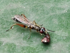 Megamerinidae