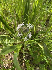 Scilla peruviana