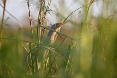 Ixobrychus involucris