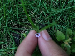 Torenia