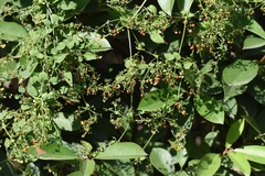 Rubia cordifolia