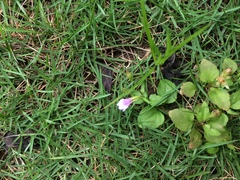 Torenia