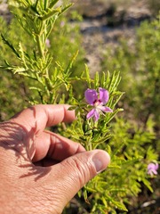 Pelargonium scabrum