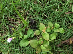 Torenia