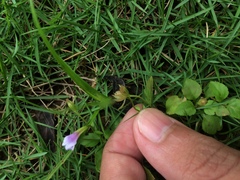 Torenia