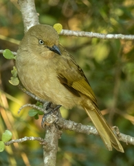 Andropadus importunus