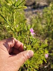 Pelargonium scabrum