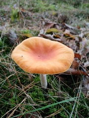 Cuphophyllus pratensis