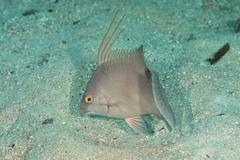 Lachnolaimus maximus