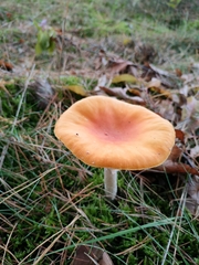 Cuphophyllus pratensis