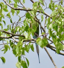 Merops philippinus