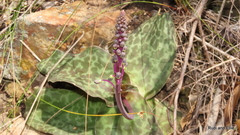 Ledebouria ensifolia