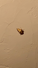 Cnaphalocrocis medinalis