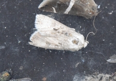 Agrotis segetum