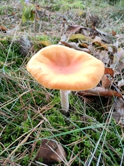 Cuphophyllus pratensis