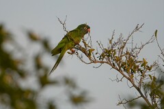 Thectocercus acuticaudatus