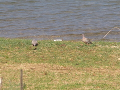 Patagioenas picazuro