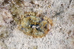 Bellactis caeruleus